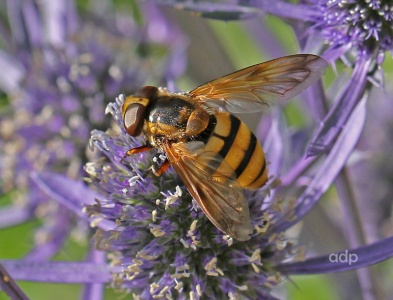 Volucella inanis, female, Alan Prowse